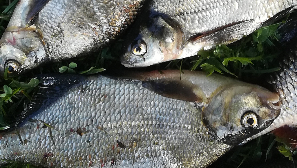 Autors: ilustratīvs foto no 