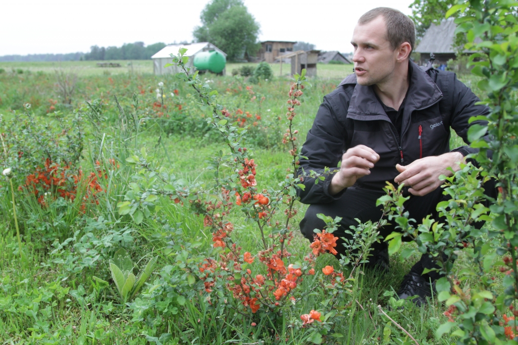 Krūmcidonijām silts un mitrs laiks vasarā ir vislabvēlīgākais. “Ražas apjoms ar katru gadu pieaug, un šis krūmcidoniju audzēšanā ir pirmais tāds jaudīgs gads,” saka Ingars Bumburs.  
Autors: Gatis Bogdanovs