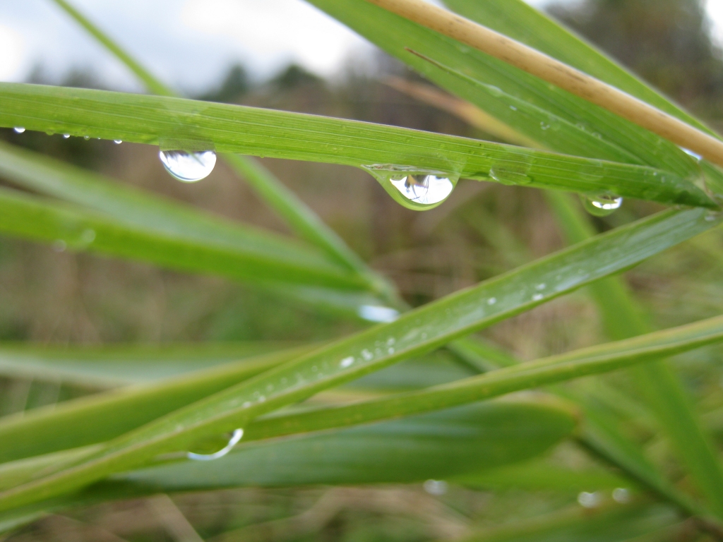 Autors: Pārsla Konrāde