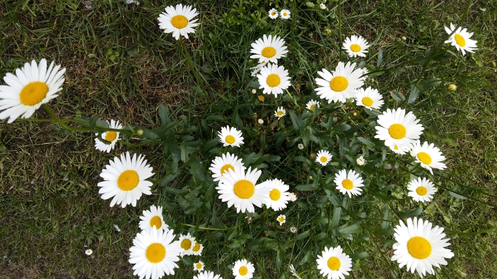 Autors: Pārsla Konrāde