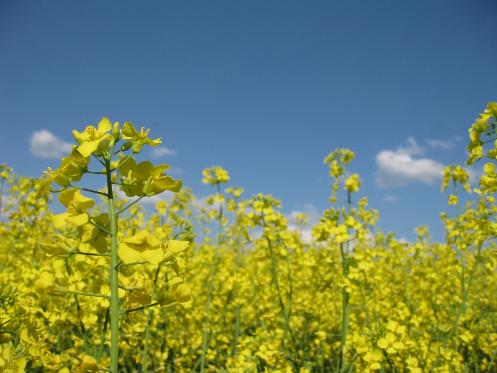 Autors: Pārsla Konrāde