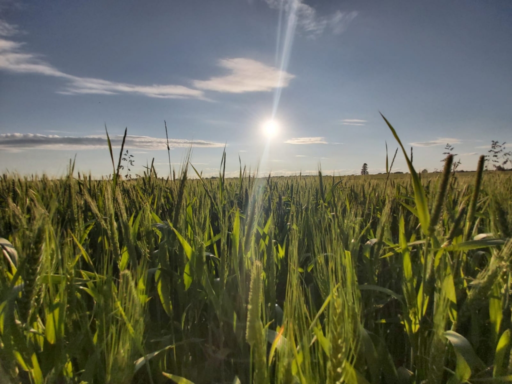 Autors: Pārsla Konrāde