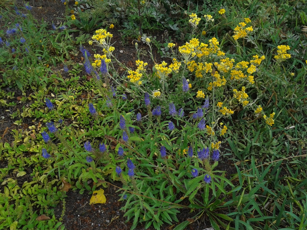 Dzeltenā salmene
Autors: Ieva Rūrāne