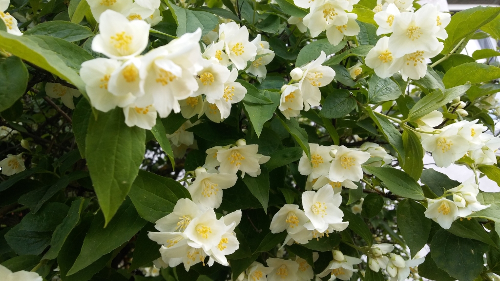 Jasmīns.
Autors: Pārsla Konrāde