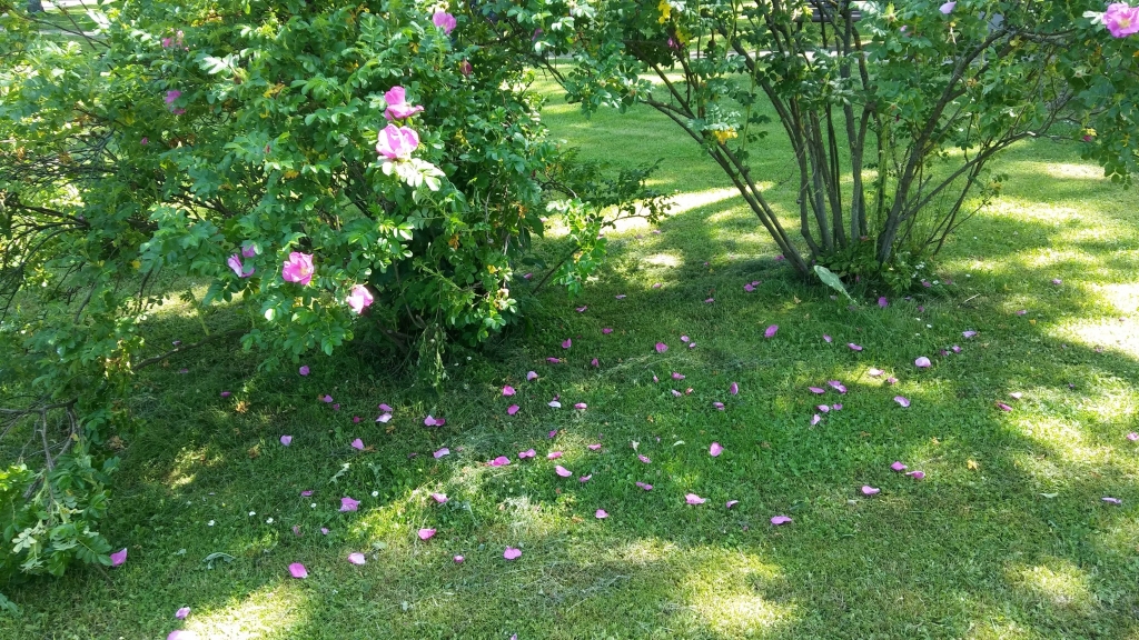 Autors: Pārsla Konrāde