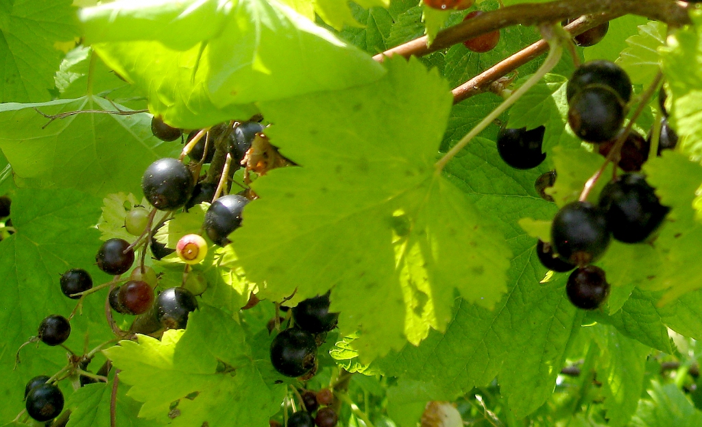 Autors: Tamāra Ulase