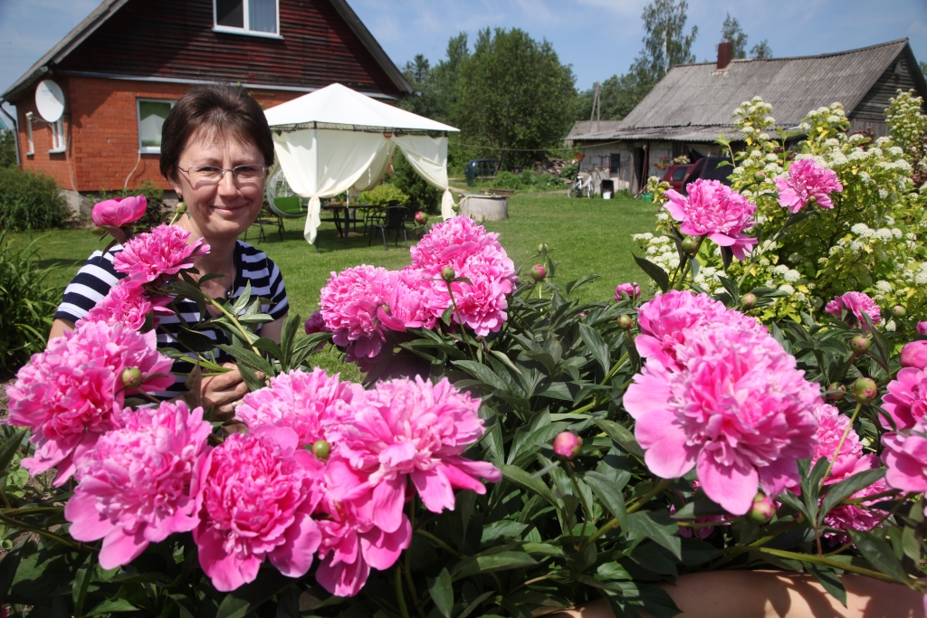 Līgas Lasumas-Lasmanes dārzs ir atklāta vējiem, saulaina vieta - tādi arī ir galvenie nosacījumi peoniju audzēšanas vietas izvēlē, tāpēc nav pārsteidzoši, ka peonijas viņas dārzā zied izcili krāšņi. “Ikviena peonijas, kura zied, ir skaista!” uzsver Līga.  			 Foto: 
Autors: Gatis Bogdanovs 