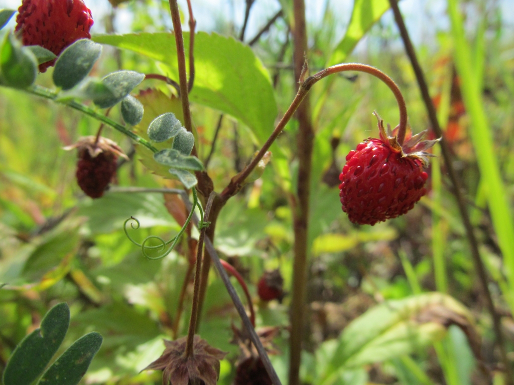 Autors: Pārsla Konrāde