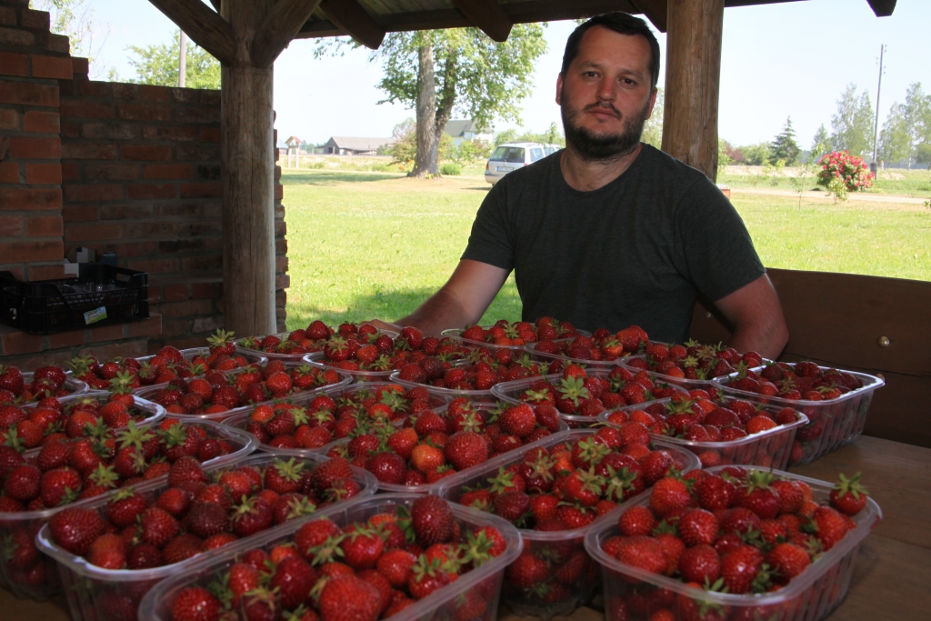 Zemeņu ražas laiks rit pilnā sparā, un karstajā laikā, kāds valdīja pagājušajā nedēļā, ogas nogatavojās strauji. Mārtiņam Dortānam, kurš zemenes audzē aptuveni hektāra platībā, tepat divus kilometrus aiz Gulbenes robežas Balvu virzienā (Stradu pagastā), pirmās ogas sāka sārtoties pirms Jāņiem. Raža šogad esot laba, jāspēj tik realizēt.
Autors: Gatis Bogdanovs