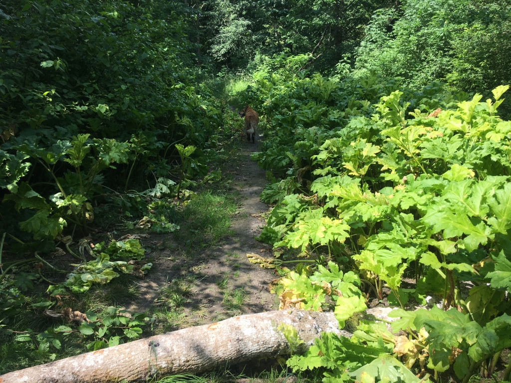 Nedrīkst pieļaut latvāņu uzbrukumu Spārītes un Emzes parkam Gulbenē. Šobrīd abu parku savienojuma vietā ir sakuplojusi šā nevēlamā auga lapotne. Pašvaldība sola to novērst vēl šovasar. 
Autors: Diāna Odumiņa