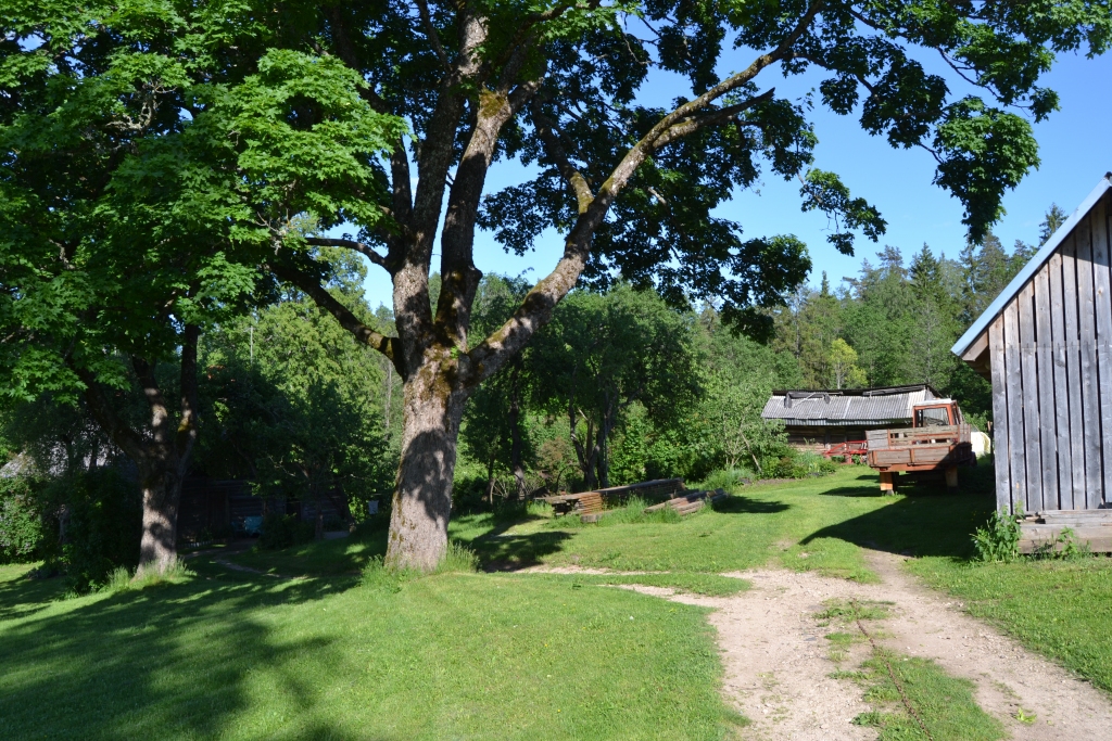 TIKŠANĀS VIETA. Šī varētu būt atpazīstamākā filmēšanas vieta - “Saknīšu” pagalms, kurā sabrauc un satiekas radinieki, ceļš, pa kuru Dagnija ved mājās govi un pa kuru pāri kalnam nāk līgotāji.
Autors: Sandra Apine