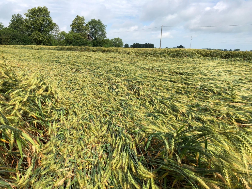 Autors: publicitātes foto