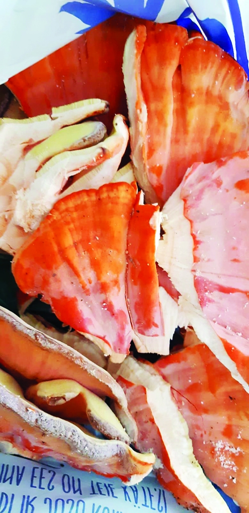 Visbiežāk sēra piepe aug uz lapu koku stumbriem, dažkārt arī uz celmiem, to var atrast pat pilsētu parkos. Jauna tā ir dzeltena un sulīga. Sēra piepes garšu ietekmē piepes vecums un koks, uz kura tā aug. Nedrīkstot to ēst, ja tā augusi uz Latvijā tik reti sastopamās parastās īves, jo tad sēne būs uzsūkusi sevī indīgās vielas no koka. 
Autors: Evita Teice