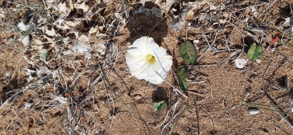 Autors: Iveta Krūmiņa