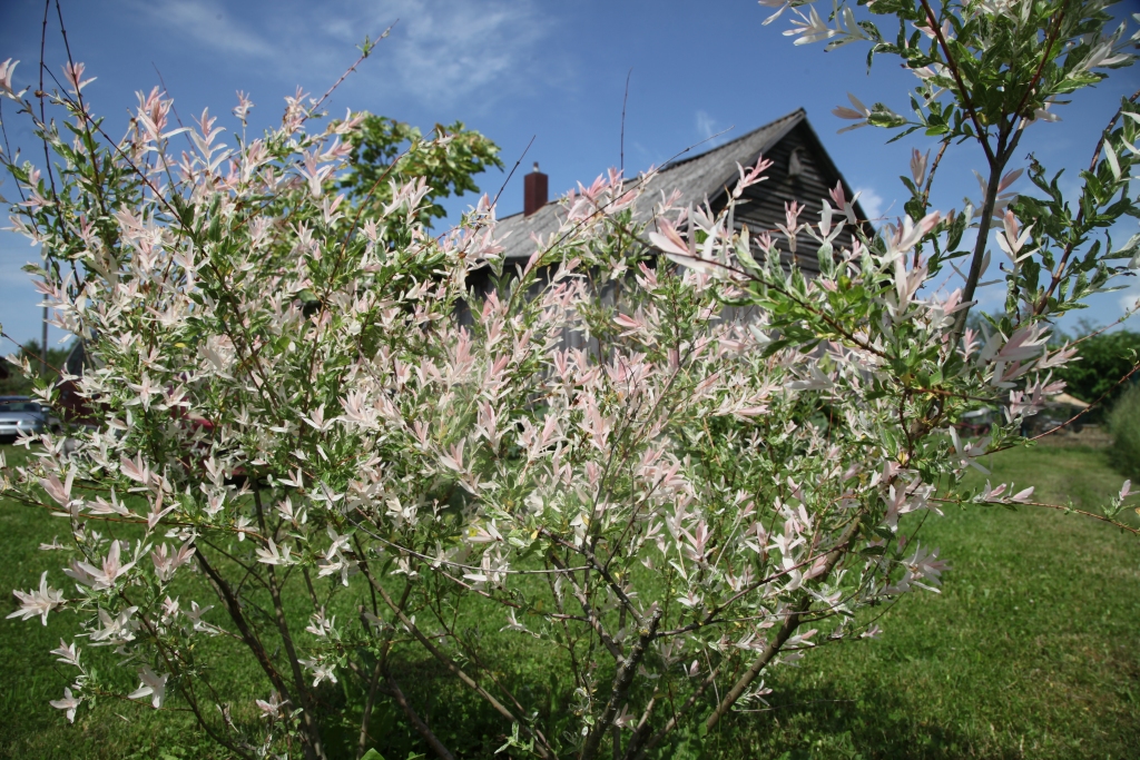 Autors: Gatis Bogdanovs