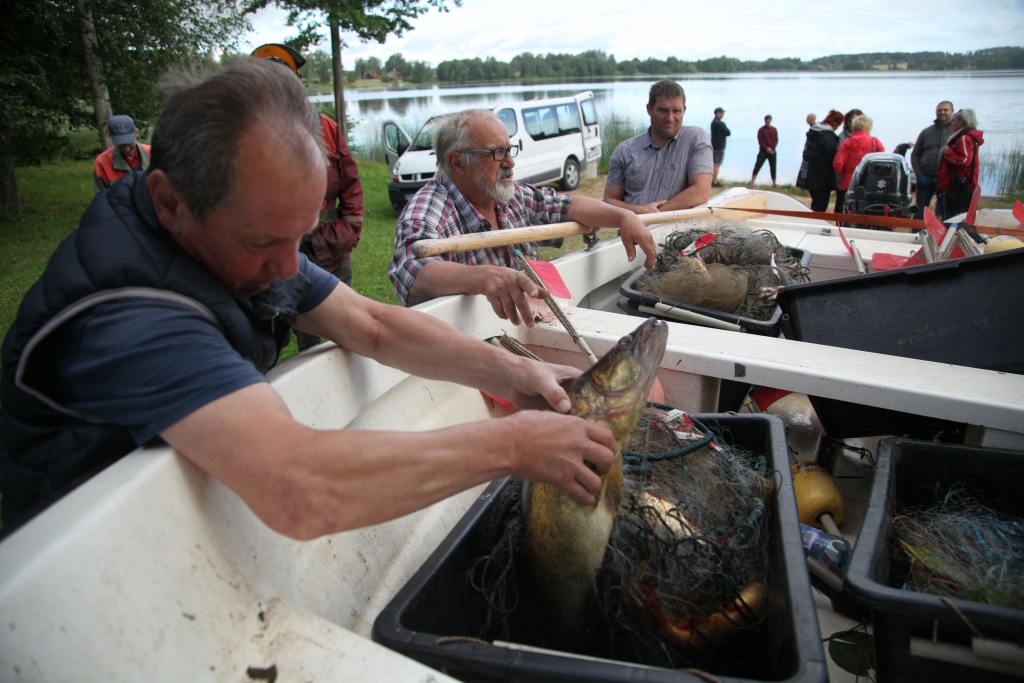 Pēc kontrolzvejas, ko šonedēļ Vides risinājumu institūta pētnieki veica Stāmerienas ezerā, daudzus interesēja, kādas zivis mājo šajā ezerā. Iespēju novērtēt zinātnieku lomu izmantoja arī vietējais iedzīvotājs Aleksandrs Sazonovs (no kreisās). 
Autors: Gatis Bogdanovs