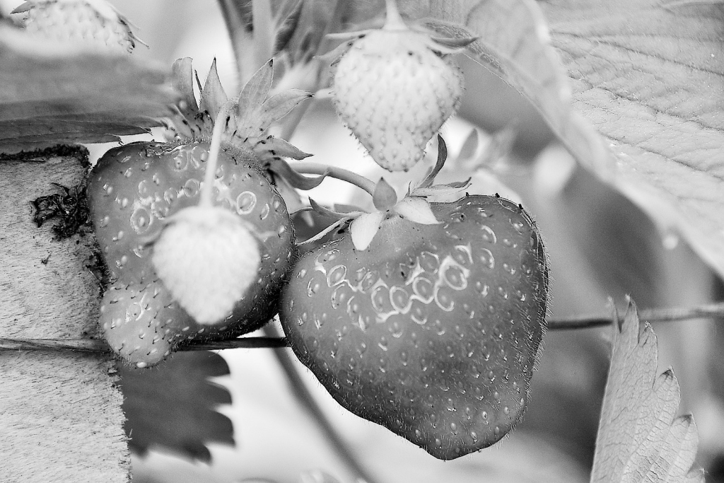Lai arī zemenes ir ļoti vērtīgas un veselīgas, tomēr nevajadzētu nepārdozēt. Ogās esošās šķiedrvielas var izraisīt gāzu veidošanos, vēdera uzpūšanos, sāpes un pat caureju. Tāpēc – ieklausies savā organismā! 
Autors: DAINIS ĢELZIS