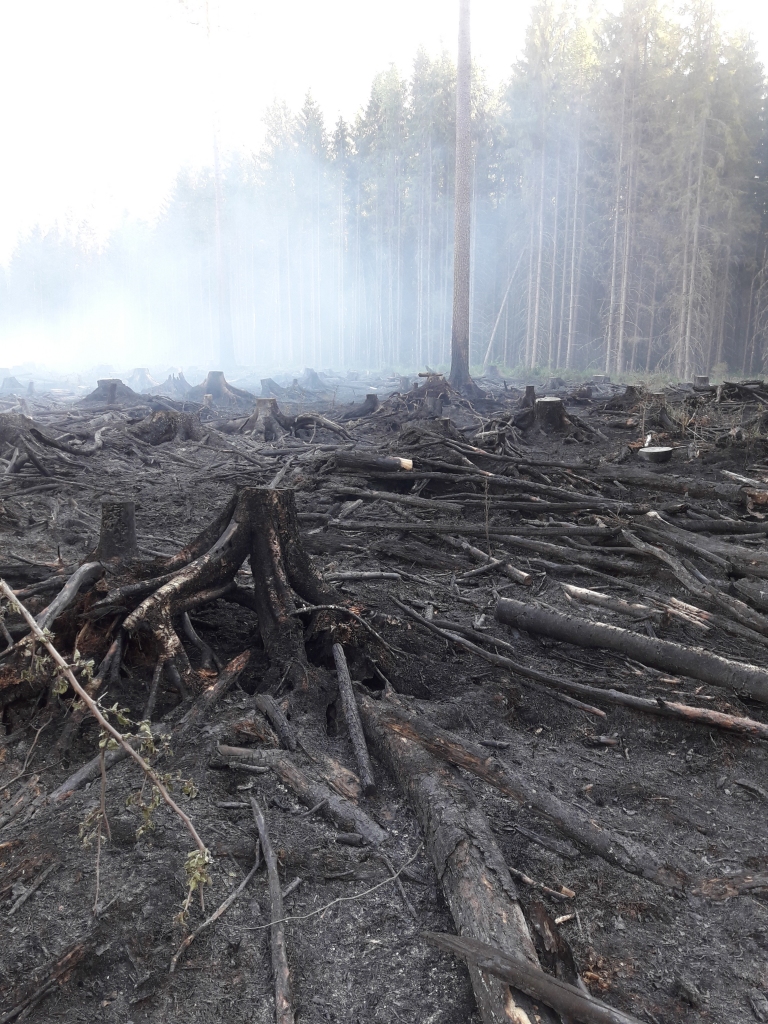 Tāds izskatījās mežs Liepnas pagastā pēc ugunsgrēka, kura iemesls bija mežizstrāde. 	
Autors: Pēteris Drozdovs