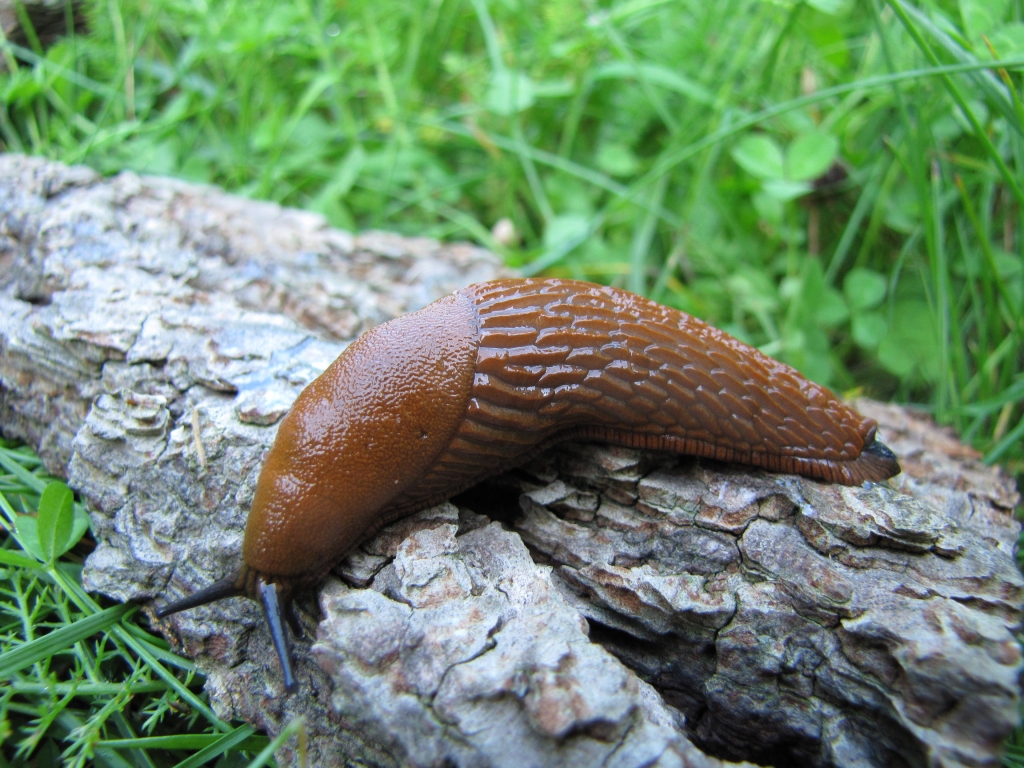 Spānijas kailgliemezis