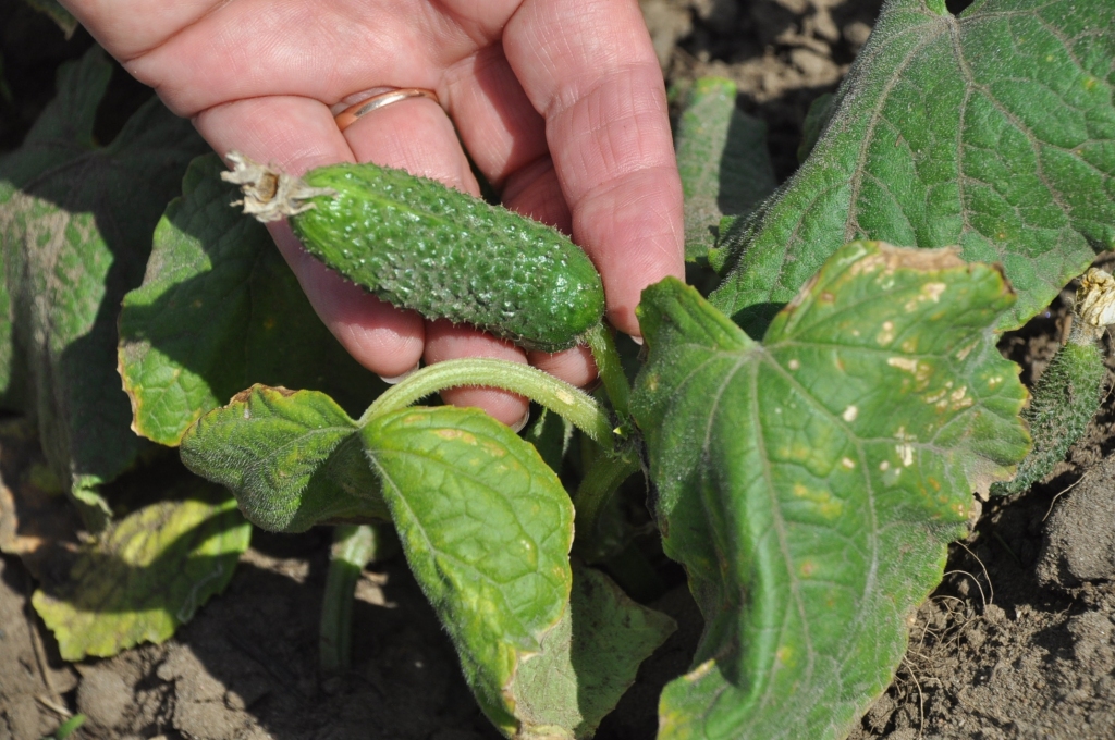 Rakšanās dziļāk zemē, no psihoterapeitiskā viedokļa, ir kā rakšanās savās emocijās, savā personībā. Tas palīdz saprast pašam sevi. Jo labāk cilvēks saprot sevi, jo labāk saprot arī apkārtējos. 
Autors: DAINIS ĢELZIS