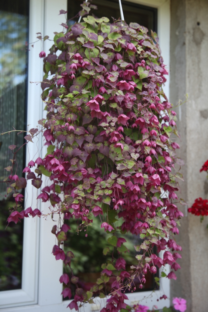 Nokarenais rodohitons.
Autors: Gatis Bogdanovs