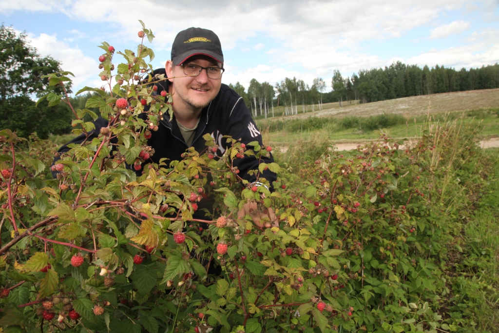 Krišjānis Upāns atzīst, ka aveņu audzēšana ir tikko sākta, tāpēc daudz kas vēl ir neskaidrs turpmākai darbībai. 	
Autors: Gatis Bogdanovs