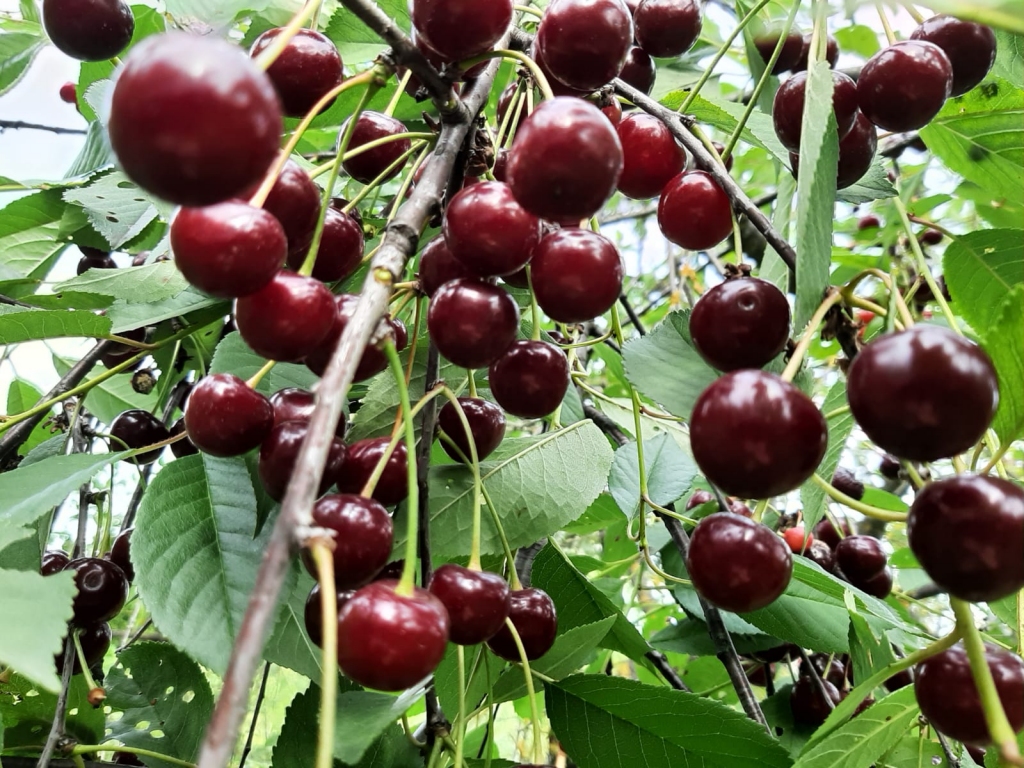 Autors: Tamāra Ulase