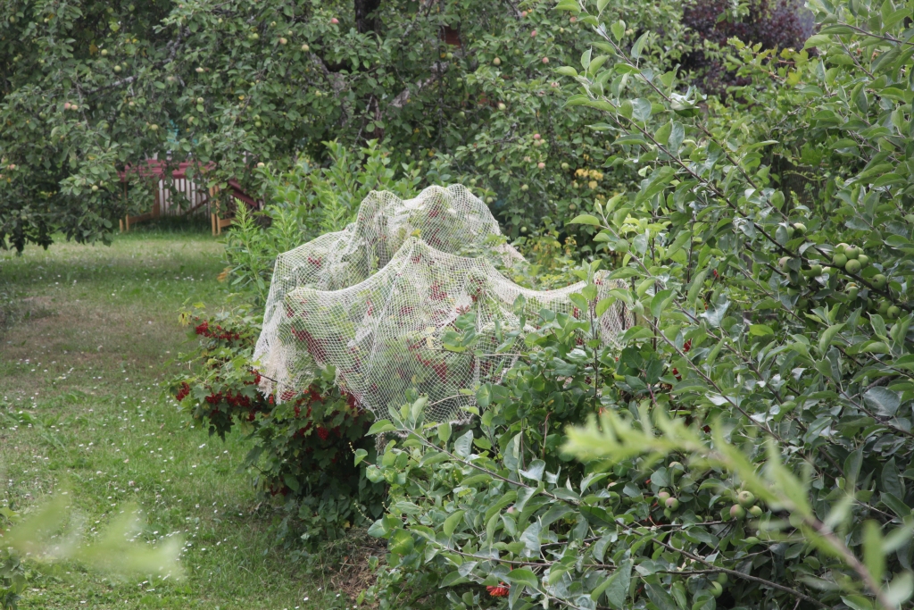 Daudzi secina, ka ogu krūmus un augļu kokus no putniem visefektīvāk pasargā tīkls.  
Autors: Gatis Bogdanovs