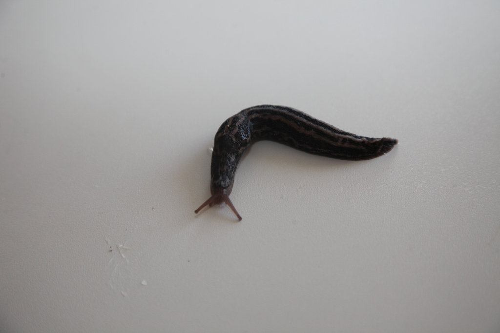 Šāds milzu kailgliemezis atrasts vienā no Bērzu ielas dārziem Gulbenē. Pirmie šāda veida gliemeži tur pamanīti pirms pāris gadiem.   
Autors: Gatis Bogdanovs