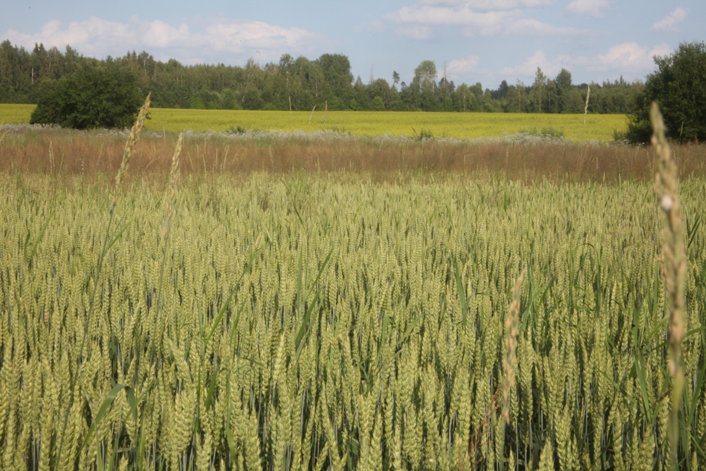 Autors: Gatis Bogdanovs