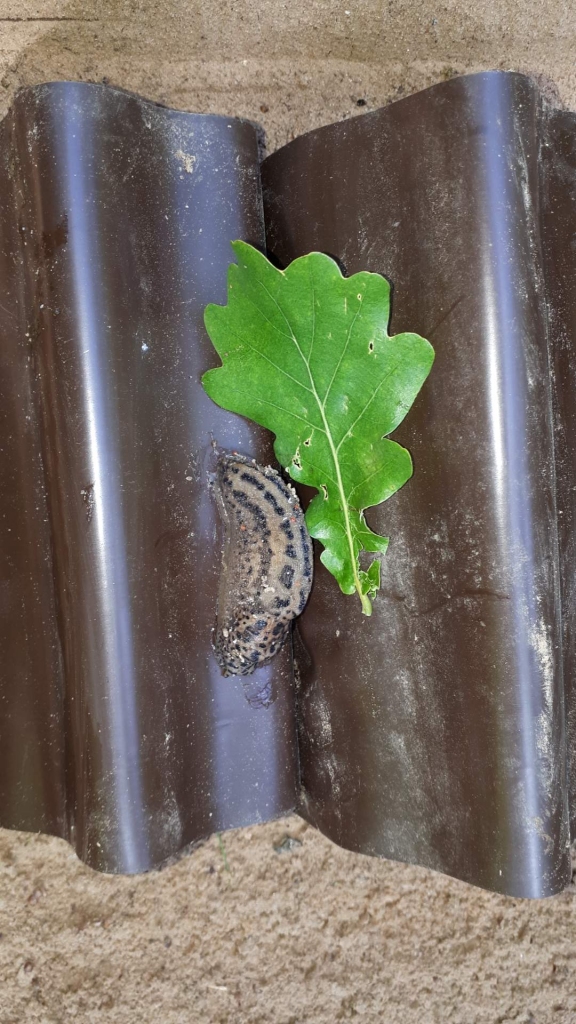 Autors: no privātā arhīva