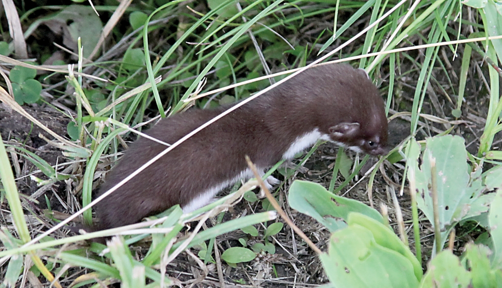 Satiktā zebiekste nemaz tik draudīga neizskatījās, tomēr arī par draudzīgu to nevarēja nosaukt. 
Autors: Gatis Bogdanovs