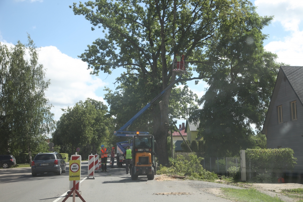 Dažādi vērtēta realitāte. Tie, kuri dzīvo Brīvības ielā Gulbenē, nesēro par veco koku zaudēšanu. Savukārt koku aizstāvjiem ir cits viedoklis. 
Autors: Gatis Bogdanovs