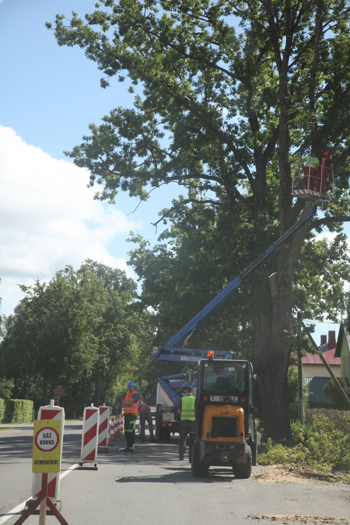 Dažādi vērtēta realitāte. Tie, kuri dzīvo Brīvības ielā Gulbenē, nesēro par veco ozolu zaudēšanu. Savukārt koku aizstāvjiem ir cits viedoklis.
Autors: Gatis Bogdanovs