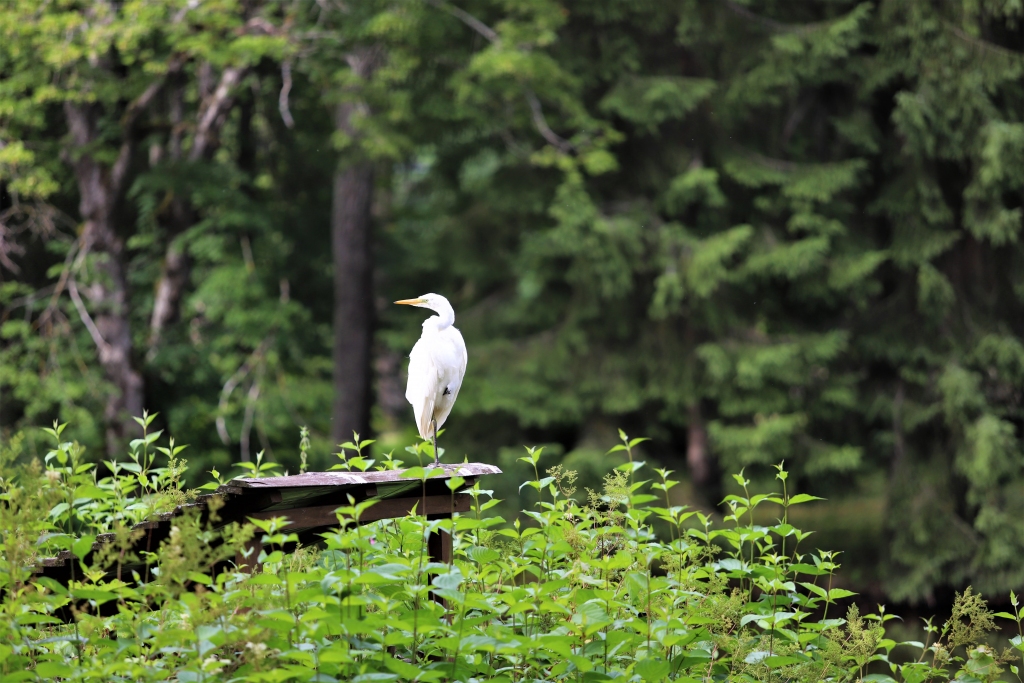 Vairāki gulbenieši iemūžinājuši baltā gārņa viesošanos pie melnā gulbja Spārītes parkā. 
Autors: Sandra Dikmane