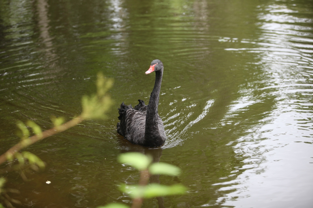 Melnais gulbis Heinrihs ir gulbeniešu un pilsētas viesu iemīļots putns. Jau vairākus gadus tas viens pats turpina mitināties Spārītes parkā. 
Autors: Gatis Bogdanovs