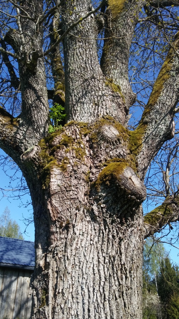 “Celmiņu” māju pagalma vidū aug milzīgs ozols, un visi, kas atnāk, tiek aicināti pasmelties varenā koka spēku un enerģiju. Pamanām, ka uz tā stumbra zaļo strutene. V.Dāboliņa stāsta, ka ozola enerģija vislabāk darbojas no pulksten 21.00 līdz 23.00 vai 24.00. Viņa saka, ka ozols ir Dieva koks. Jāņu naktī ozolam ir īpaša enerģija - pa ozola zariem nokāpj Dievs. Kokam ir ļoti spēcīga un veselīga enerģija, tas sakoncentrē kosmosa enerģiju. Ozols palēnina sirds ritumu, pazemina asinsspiedienu, tāpēc neder depresīviem cilvēkiem.
Autors: Pārsla Konrāde
