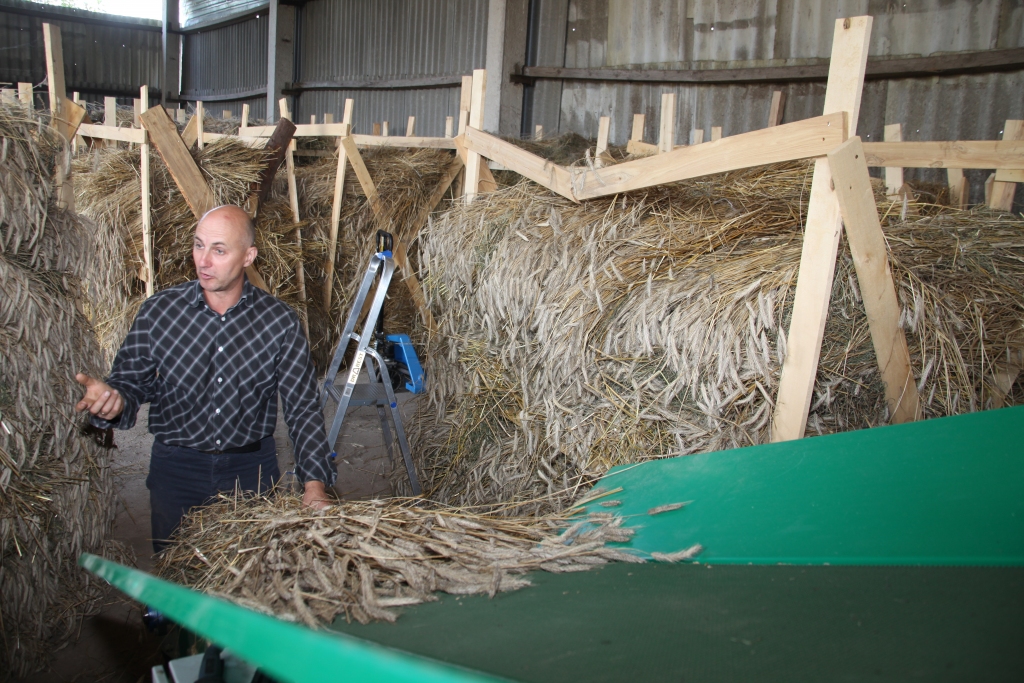 Firmā “Jāņrāmis” izgatavotais kūlīšu padeves konveijers nodrošina kūlīšu nepārtrauktu padevi uz salmu tīrāmo iekārtu, palielinot tās noslodzi. Jānis Pūcītis uzsver, ka ar konveijeru var pārstrādāt divas reizes vairāk kūlīšu tādā pašā laika periodā, kā iepriekš tos padodot ar rokām. 
Autors: Gatis Bogdanovs