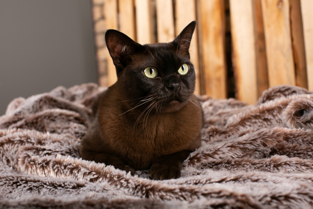 Basters ir Burmas kaķis. Mūsdienu šķirnes pirmsākumi meklējami 20. gadsimta 
30. gados ASV, ievedot pirmo kaķi no Birmas. Savā dzimtenē burmām līdzīgi kaķi pazīstami jau vairāk nekā 500 gadus. Burmas tika uzskatīti par svētiem dzīvniekiem.	
Autors: no personiskā arhīva