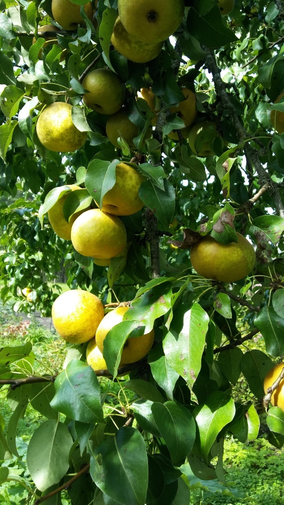 Autors: Pārsla Konrāde