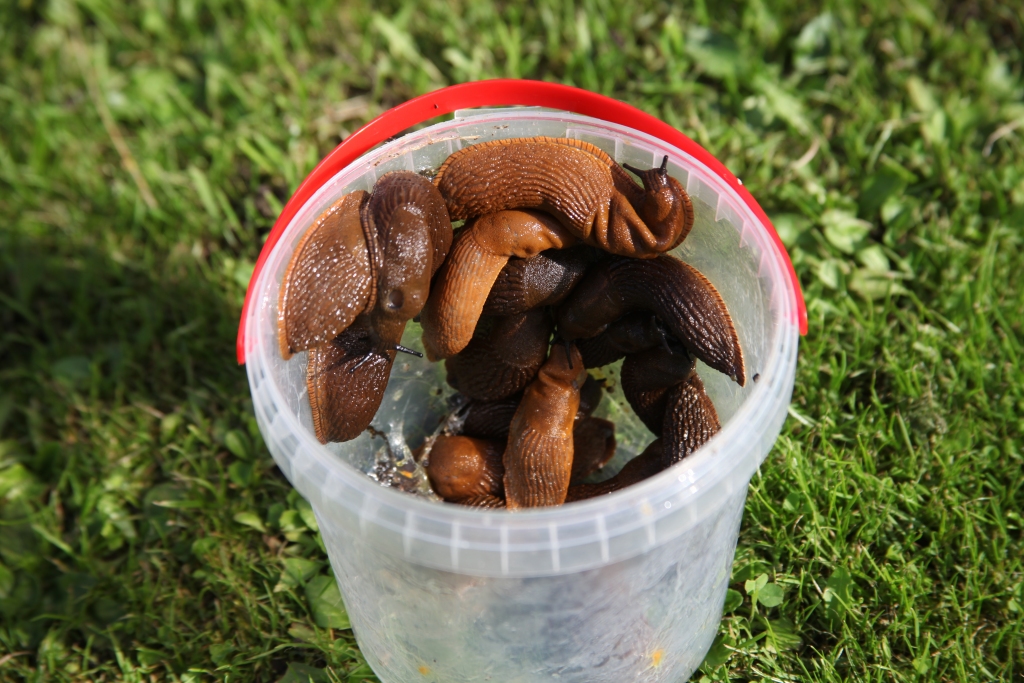 Šos Spānijas kailgliemežus gulbeniete Mārīte Zatumanova salasījusi Pļavu ielas malā un savā dārzā. 	
Autors: Gatis Bogdanovs