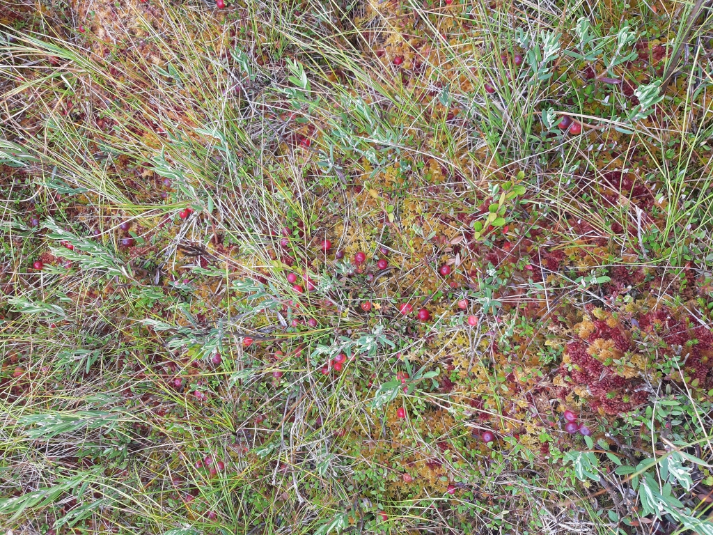 Autors: Ginta Alberte