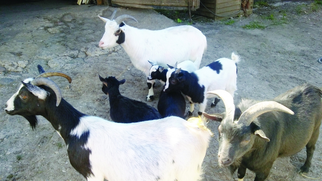 Pundurkaziņas saimnieks sauc par “sabiedrisko attiecību dzīvniekiem”. Tās nāk klāt un pat pamēģina pagaršot kādu jaku vai blūzīti. 