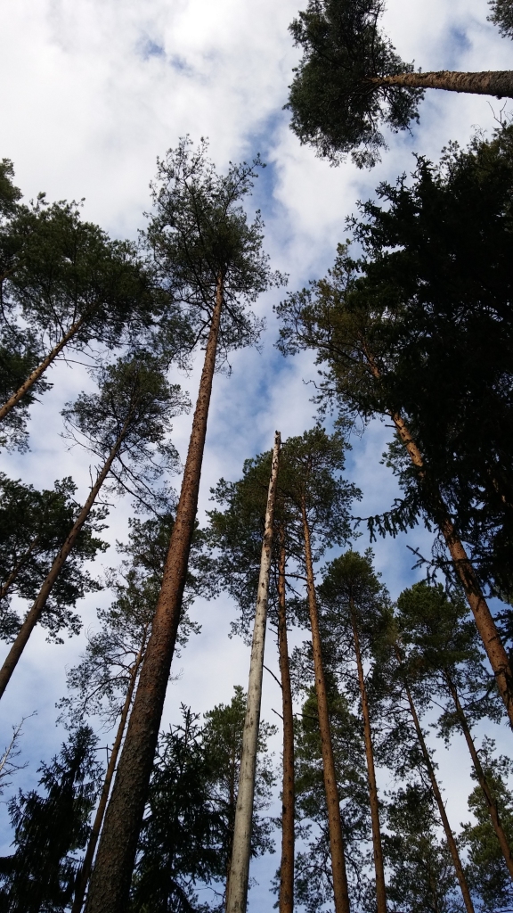 Autors: Pārsla Konrāde