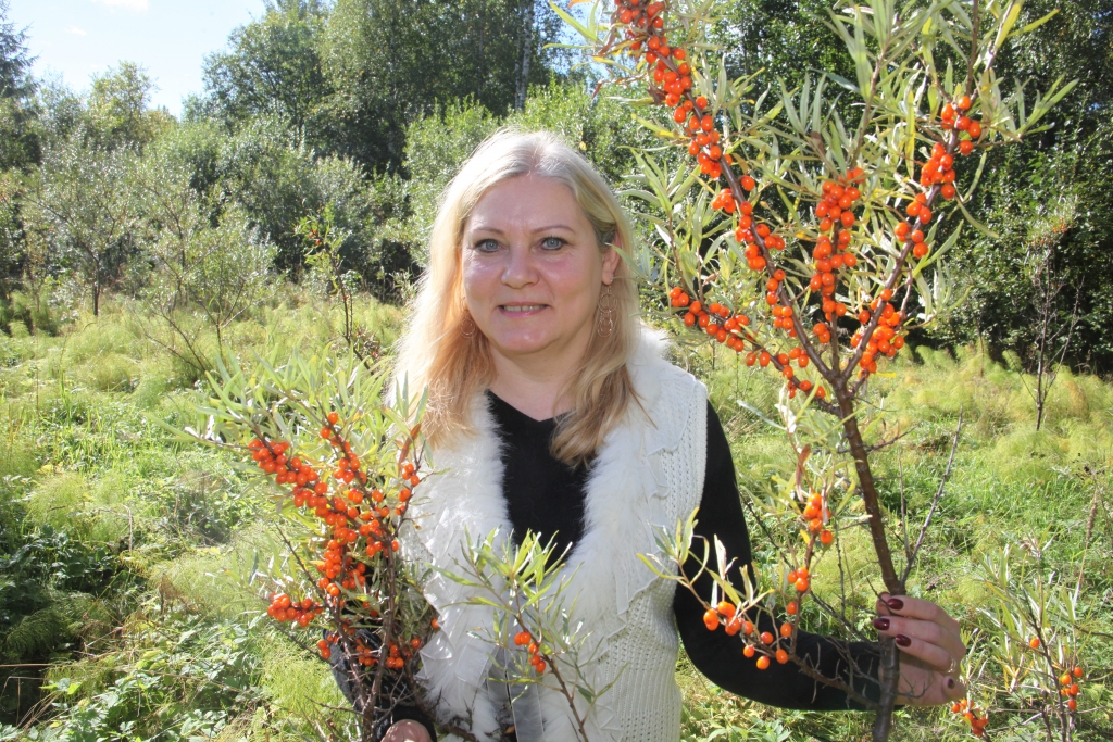 Sandras Pērkones ģimene dažādos veidos lieto gan smiltsērkšķu sulu, gan svaigas ogas, jo tās garšo un ir veselīgas. Smiltsērkšķu platību pamazām palielina, lai vairāk vērtīgo ogu produktu piedāvātu pārdošanai. 	
Autors: Gatis Bogdanovs