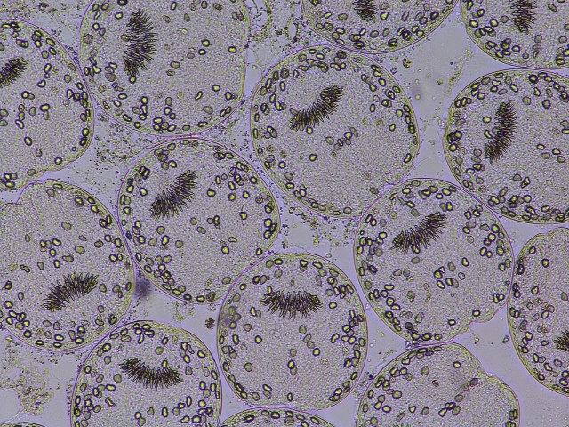 Autors: publicitātes foto