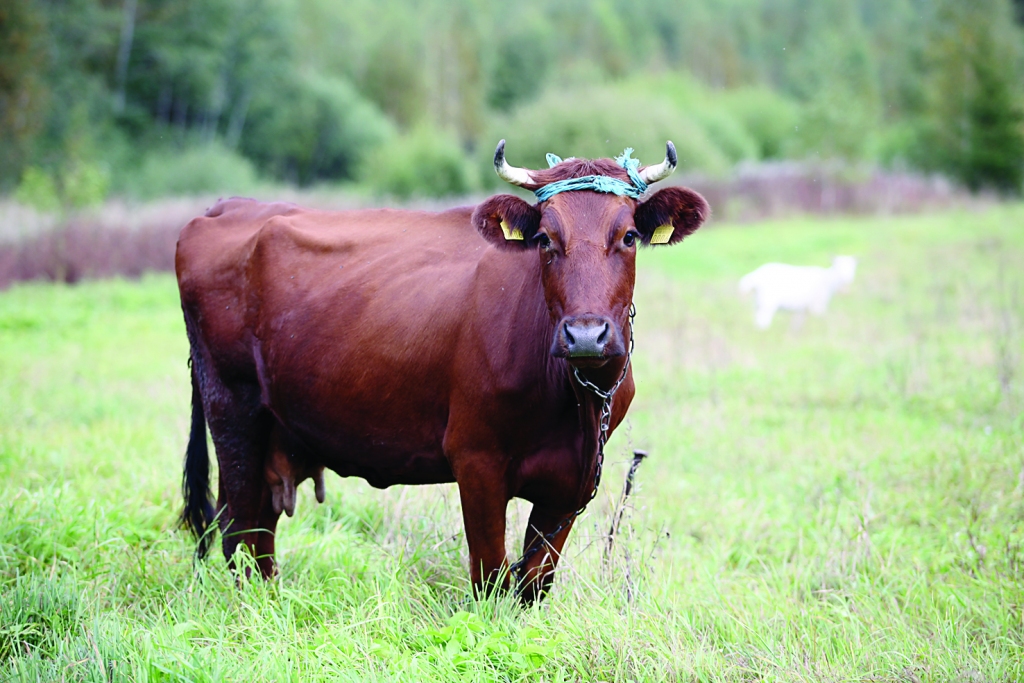 Autors: no “Dzirksteles” arhīva