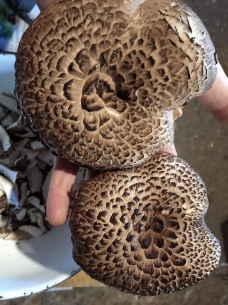 Vēršmēle jeb medene.
Autors: no privātā arhīva