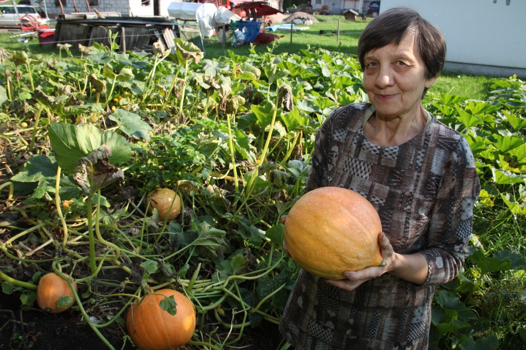 “Lapsukalna” saimniece Janīna Krevica zina, ka visām ķirbja daļām – ziediem, stīgām, ogas mīkstumam un sulai, kā arī mizai piemīt ārstnieciskas īpašības. Pagaidām viņa izmanto ķirbja mīkstumu un mizu. 
Autors: Gatis Bogdanovs