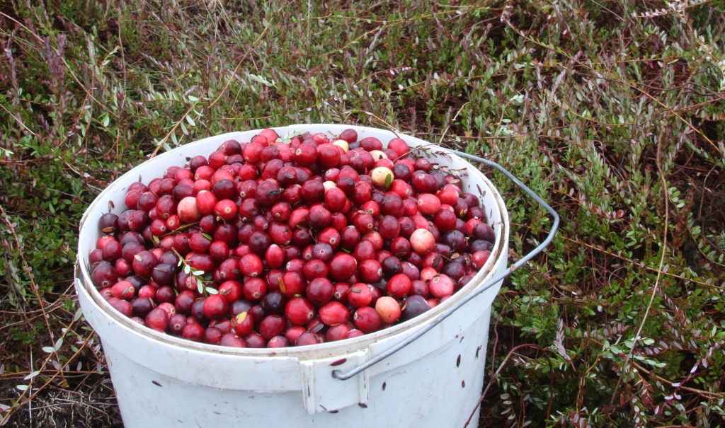 Autors: no “Dzirksteles” arhīva